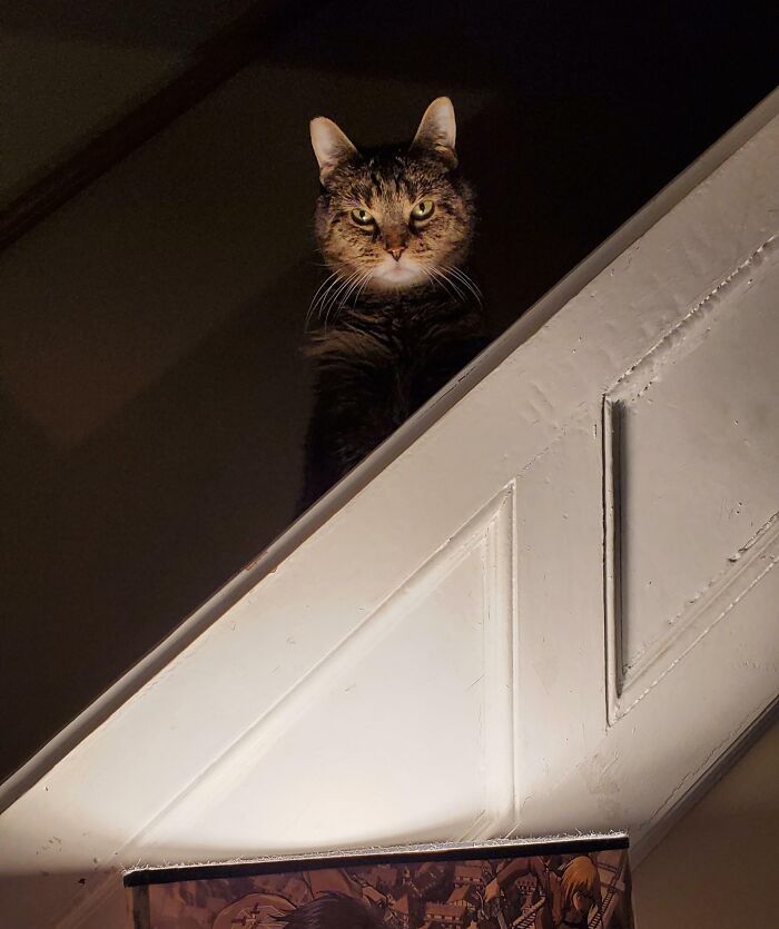 Gato con una expresión extraña y divertida mirando desde una posición elevada en el interior de una casa.