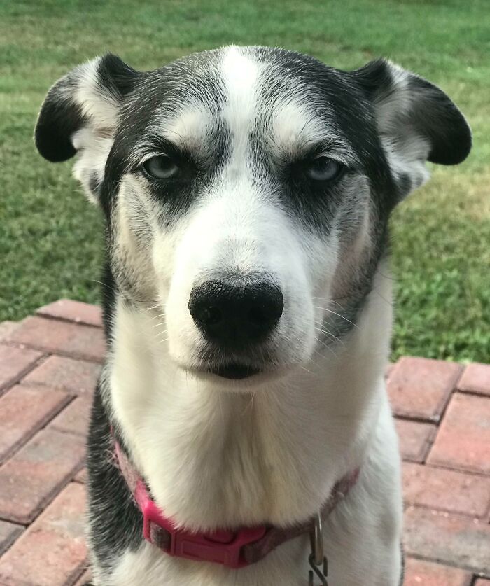 Perro con expresión seria y curiosa mostrando una de las caras más extrañas y divertidas de animales al aire libre.