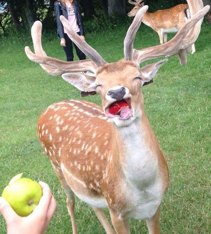 Ciervo con expresión divertida y extraña mientras come una manzana en el césped, mostrando caras divertidas de animales.