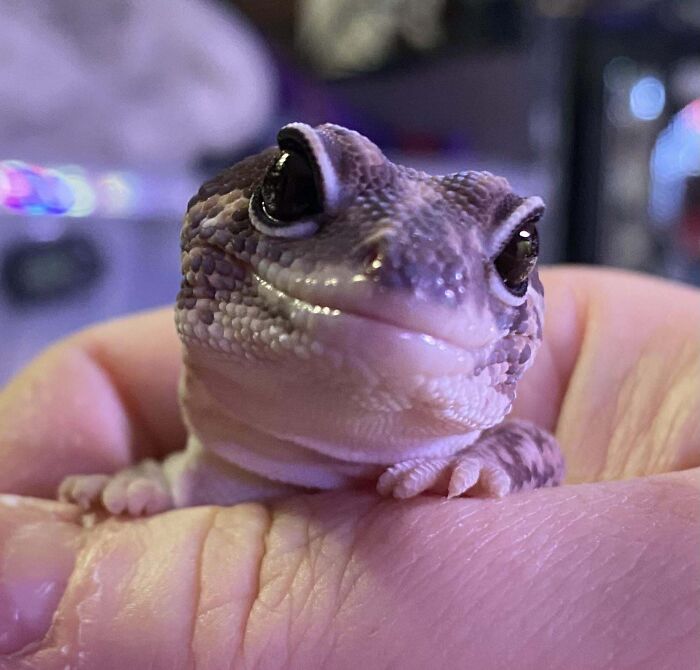 Salamanquesa con cara extraña y divertida apoyada sobre una mano, mostrando expresión peculiar de animales.