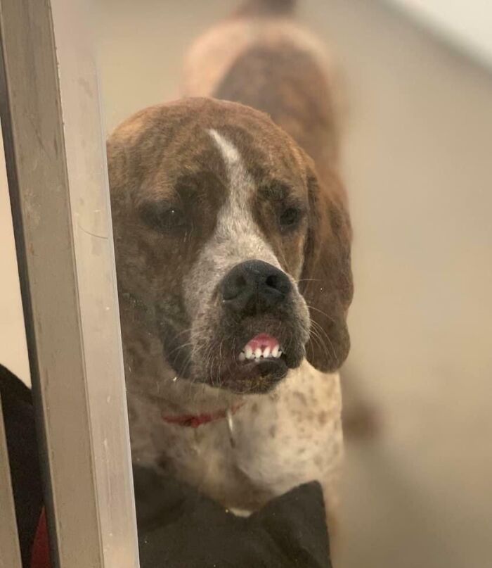 Perro con cara extraña mostrando los dientes, una divertida expresión entre fotos de animales poniendo caras graciosas.