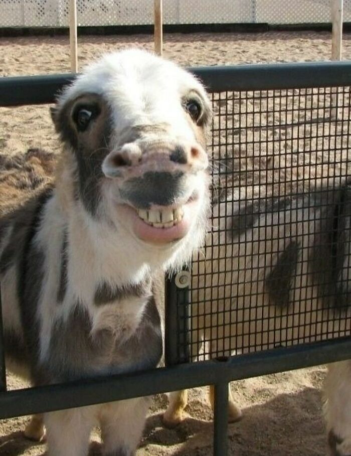 Animal con cara extraña y divertida mostrando una sonrisa peculiar en un recinto al aire libre.