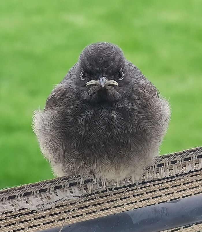 Pájaro con cara extraña y divertida posando sobre una cuerda con fondo verde desenfocado, expresión única de animal.