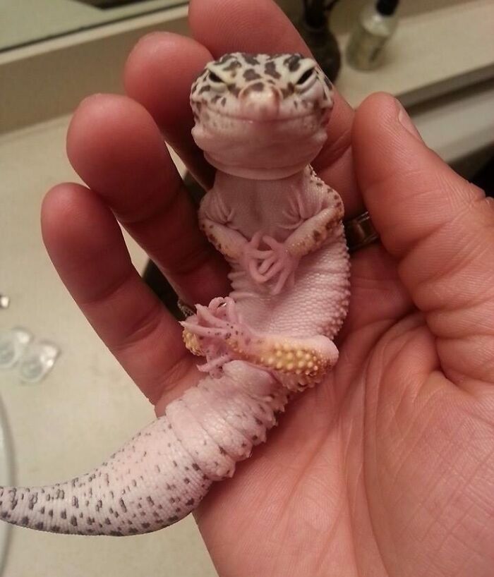 Lagarto pequeño con expresión curiosa en la mano de una persona, ilustrando fotos de animales con caras divertidas.