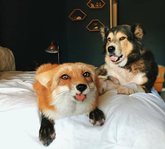 Zorro y perro en cama mostrando caras divertidas y extrañas, capturando momentos únicos de animales con expresiones graciosas.