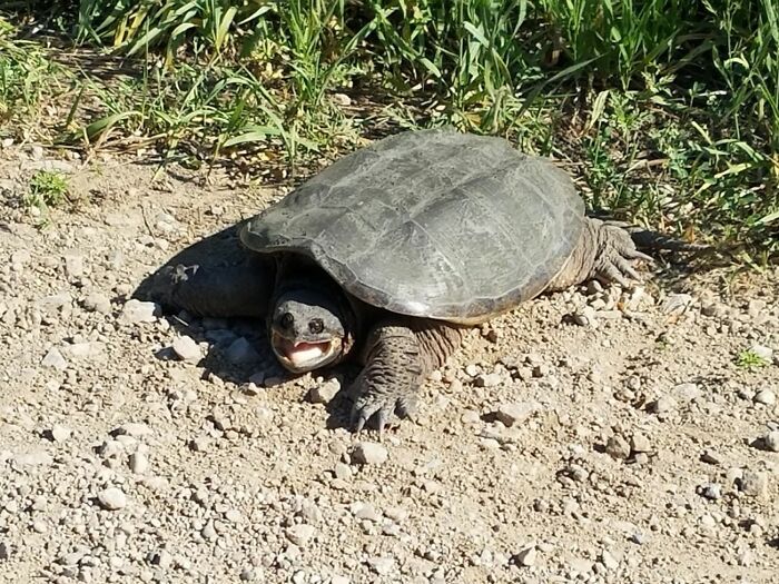 Tortuga mostrando una cara extraña y divertida mientras camina sobre tierra seca con vegetación alrededor.