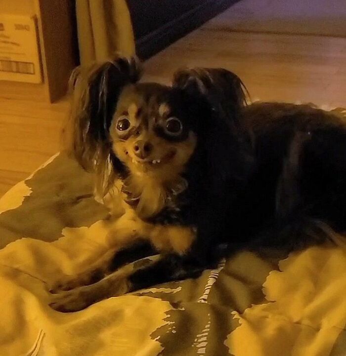 Perro pequeño con expresión divertida y cara extraña tumbado sobre una cama en interior con luz tenue.