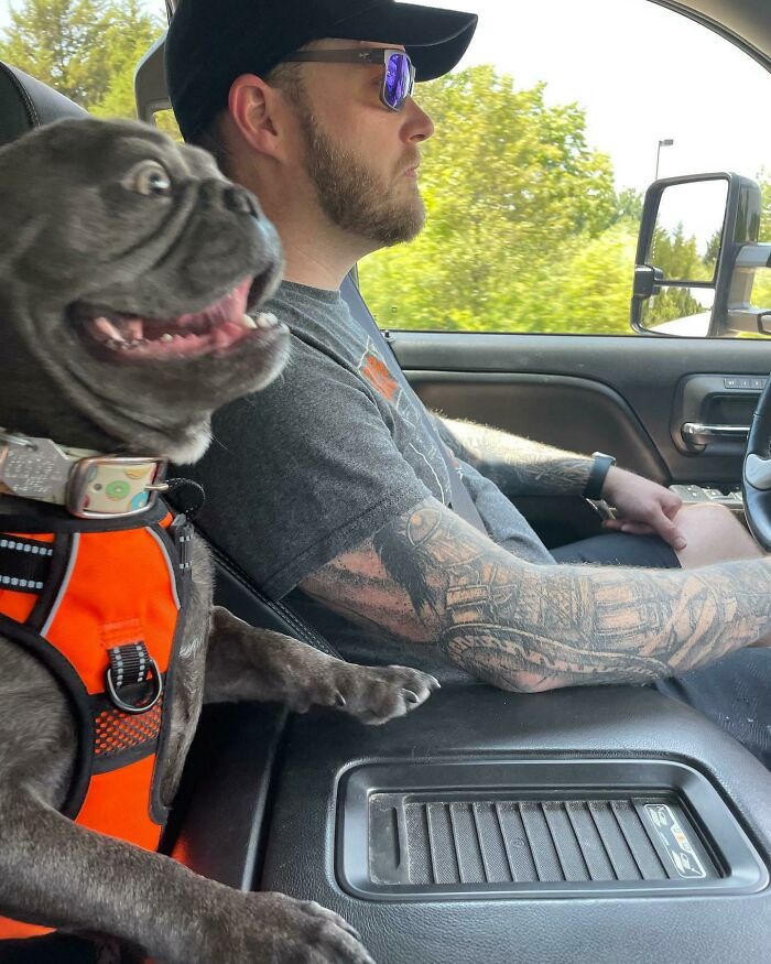 Perro feliz con arnés naranja y hombre tatuado conduciendo en coche durante vacaciones de verano divertidas.