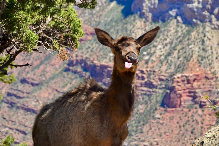 Alce divertido sacando la lengua en un paisaje natural durante las vacaciones de verano, foto para compartir momentos alegres.