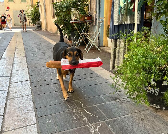 Perro caminando por calle con objeto en la boca en una de las divertidas fotos de vacaciones de verano.