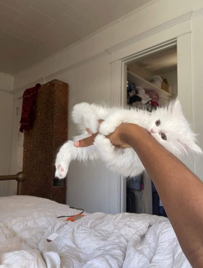 Gato blanco y peludo jugando mientras es sostenido por una mano, momentos divertidos con gatos en casa.