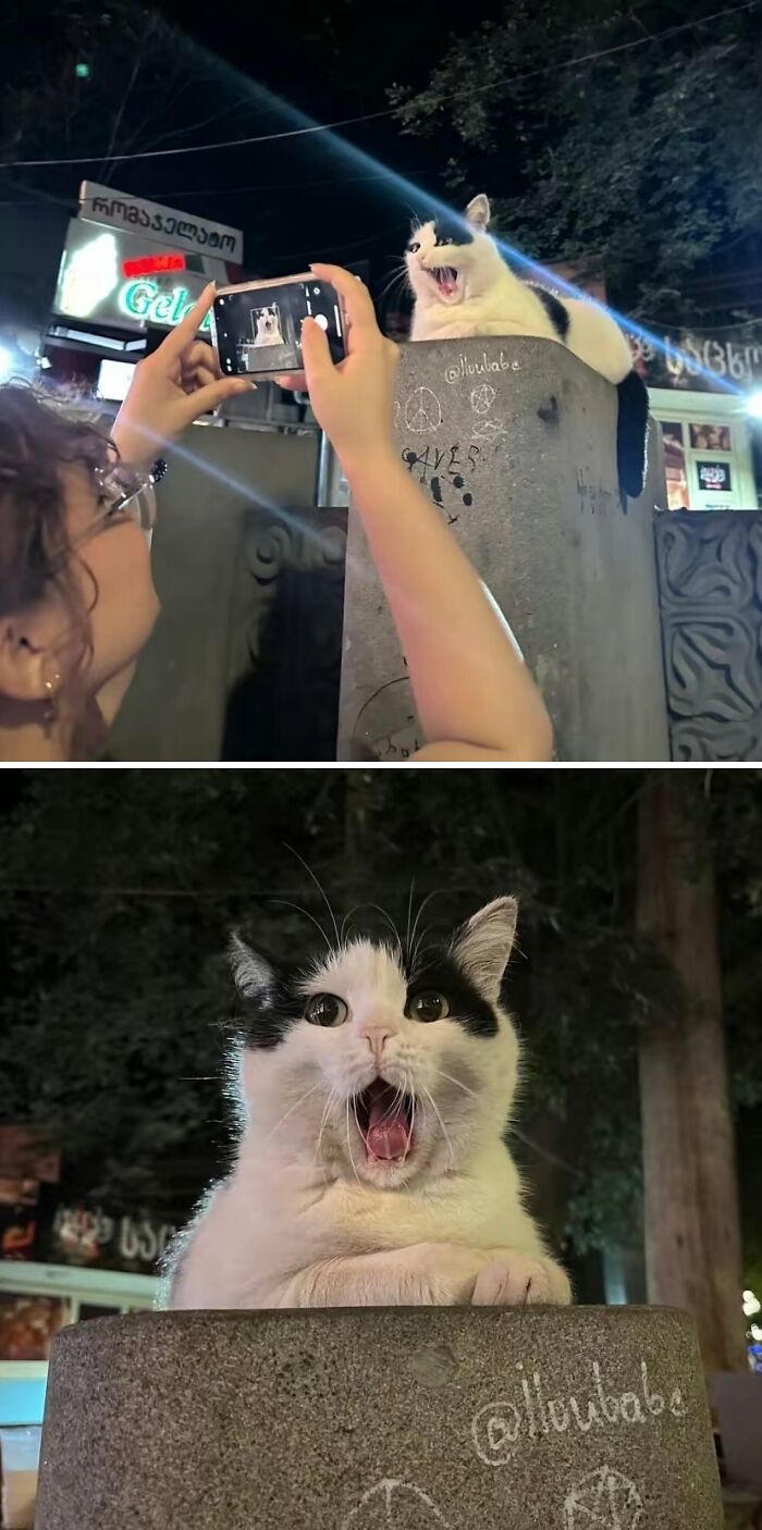 Gato comportándose de forma muy rara mientras una persona le toma fotos de noche en la calle con móvil.