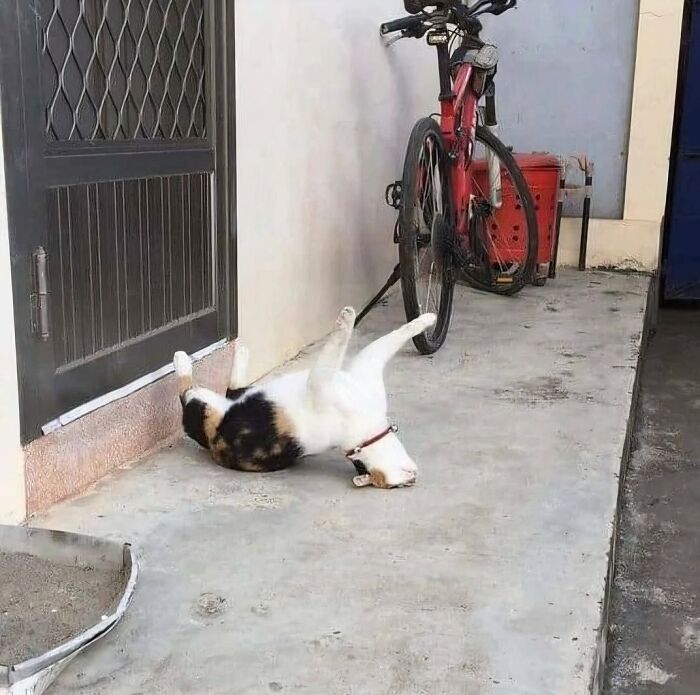 Gato acostado boca arriba en el suelo al lado de una bicicleta, mostrando comportamiento muy raro y divertido.