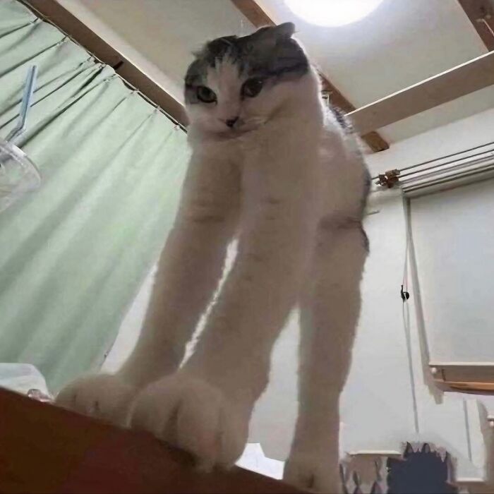 Gato con patas alargadas en pose extraña dentro de una habitación, mostrando comportamiento raro y divertido de gatos.