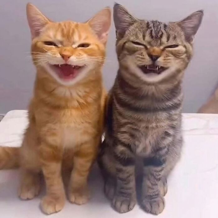 Dos gatos con expresiones graciosas comportándose de forma muy rara, demostrando momentos divertidos y únicos.