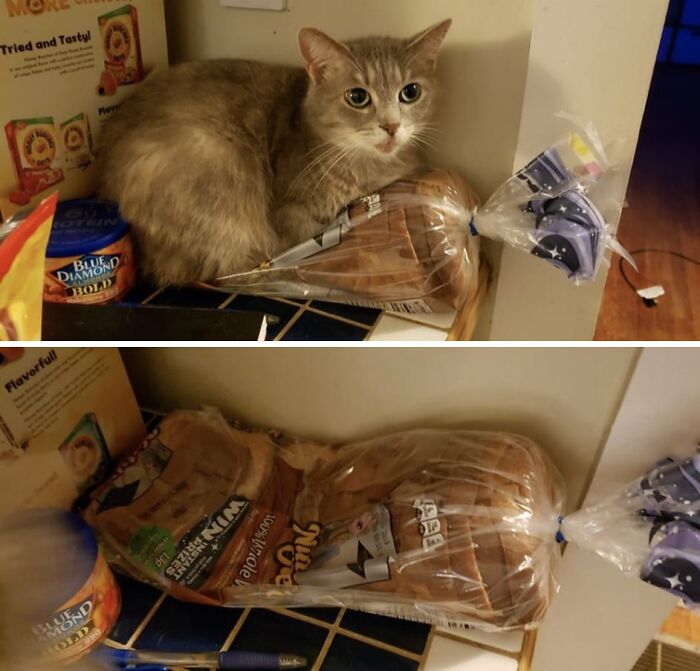Gato comportándose de forma rara al usar una bolsa de pan como escondite en la cocina.