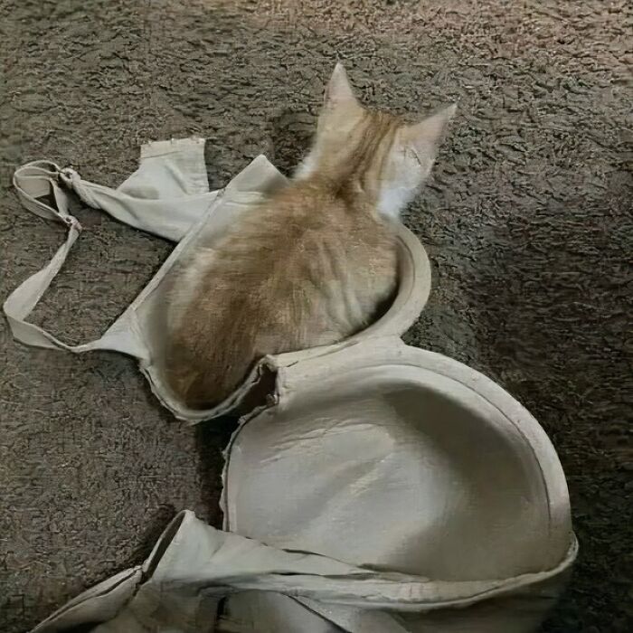 Gato naranja comportándose de forma muy rara, sentado dentro de un sostén sobre una alfombra gris.