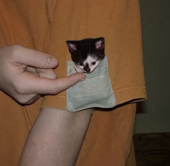 Gato pequeño escondido en el bolsillo de una camisa, comportamiento raro y divertido resaltando fotos de gatos curiosos.
