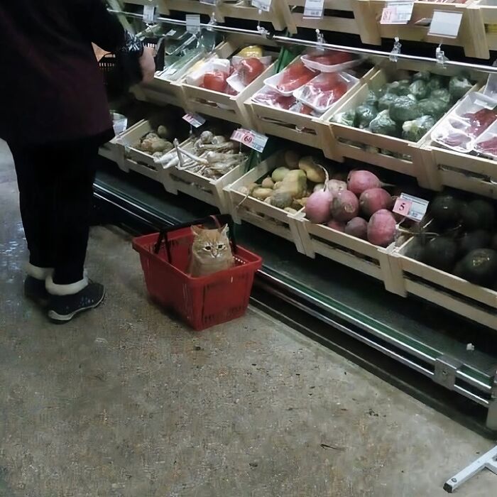 Gato raro sentado en una canasta roja en el pasillo de verduras de un supermercado, comportamiento divertido y extraño.