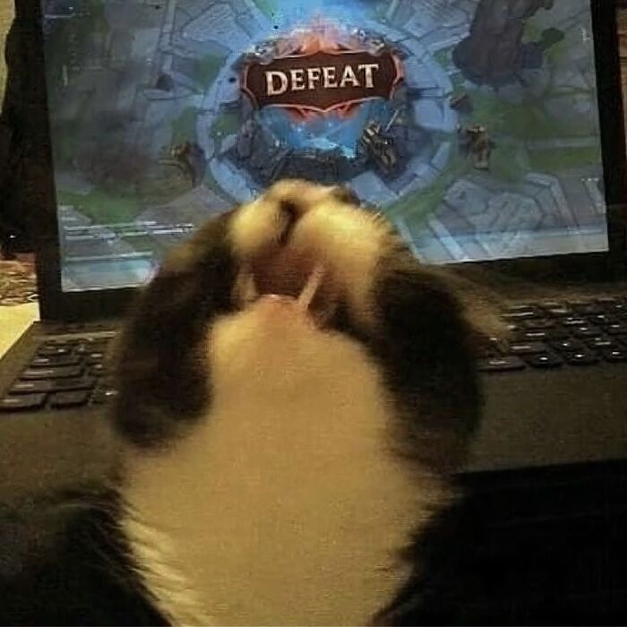 Gato con expresión divertida frente a pantalla de computadora mostrando derrota en un videojuego, comportamiento muy raro de gatos.