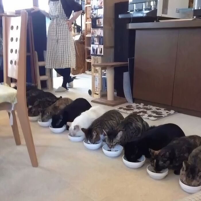 Varios gatos comiendo en fila en el suelo de una casa, mostrando comportamiento divertido y raro común en gatos.