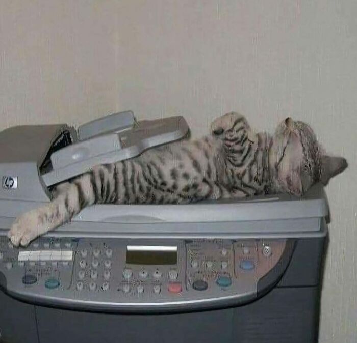 Gato acostado dentro de una fotocopiadora, comportamiento raro y divertido de gatos en situaciones inusuales.