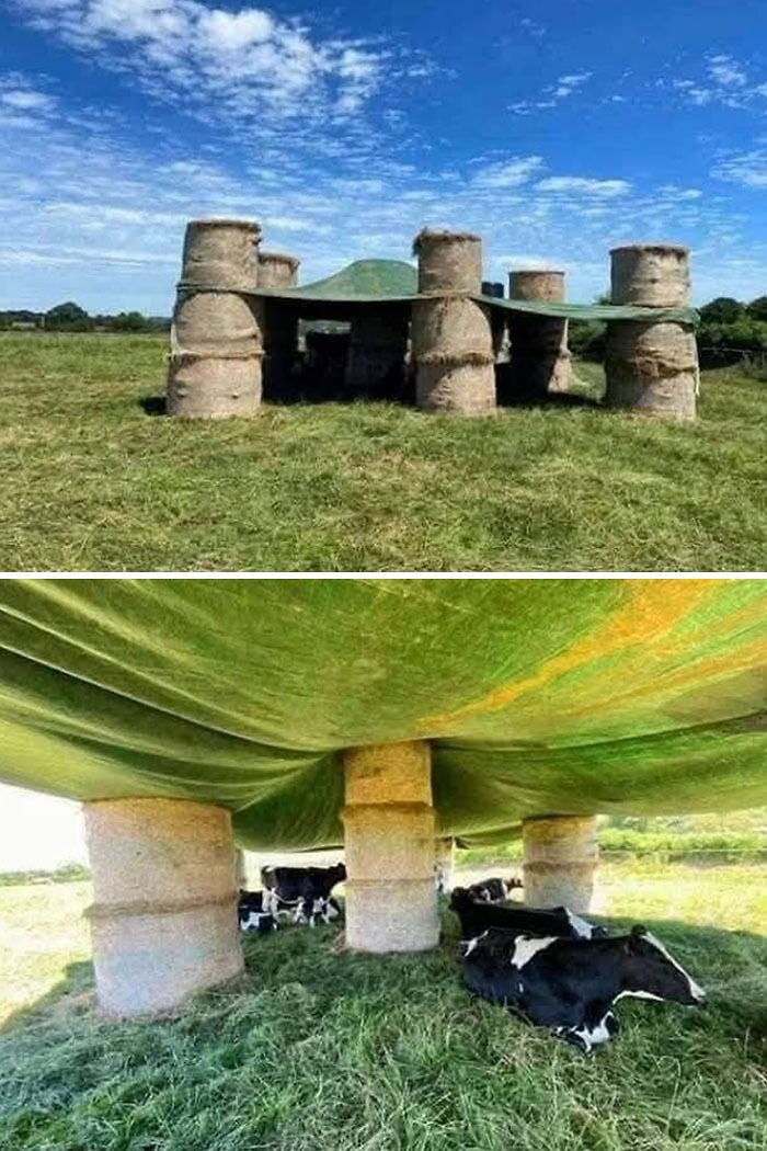 Vacas refugiándose del sol bajo estructura improvisada con pacas de heno durante olas de calor veraniegas.