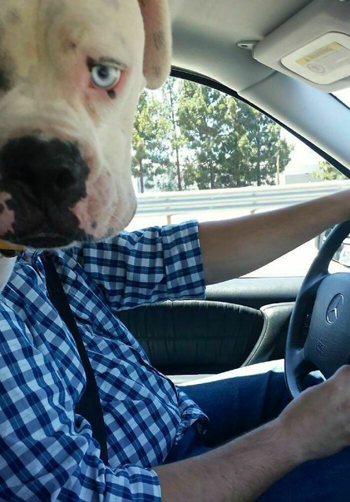 Perro distrae al conductor en coche, momento divertido de mascotas arruinando la foto perfecta y robando toda la atención.