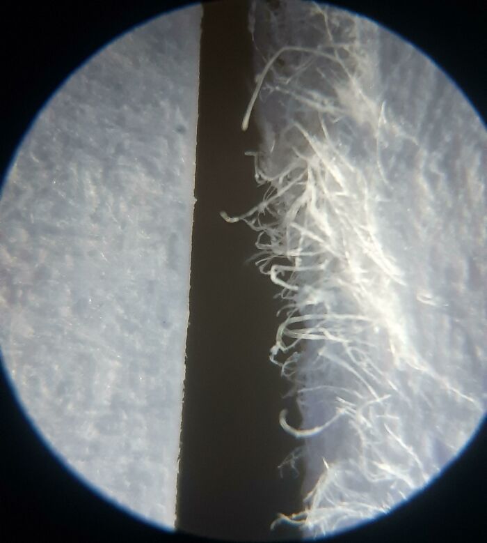 Detalle microscópico de fibras y texturas que muestran la diversidad inesperada de la vida en comparaciones interesantes.