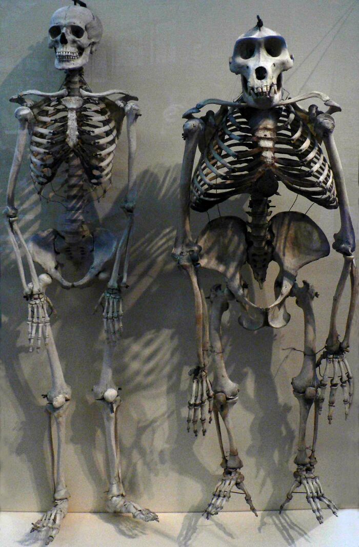 Esqueletos humano y de primate exhibidos para comparaciones sobre la diversidad inesperada de la vida.