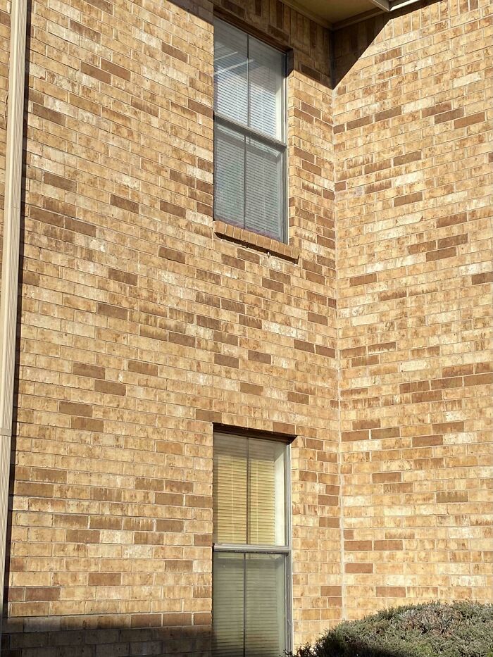 Fachada de ladrillos en esquina de edificio con ventanas y sombras destacando la diversidad inesperada de la vida.