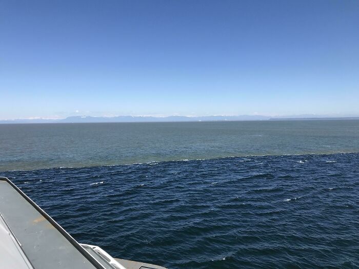 Vista desde un barco mostrando la diversidad inesperada de la vida con contraste entre agua clara y oscura bajo un cielo azul.