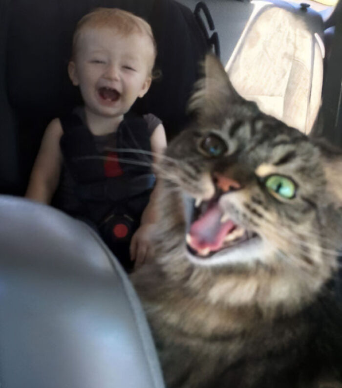 Bebé riendo en asiento de coche junto a gato divertido en fotos de vacaciones de verano para compartir momentos alegres.