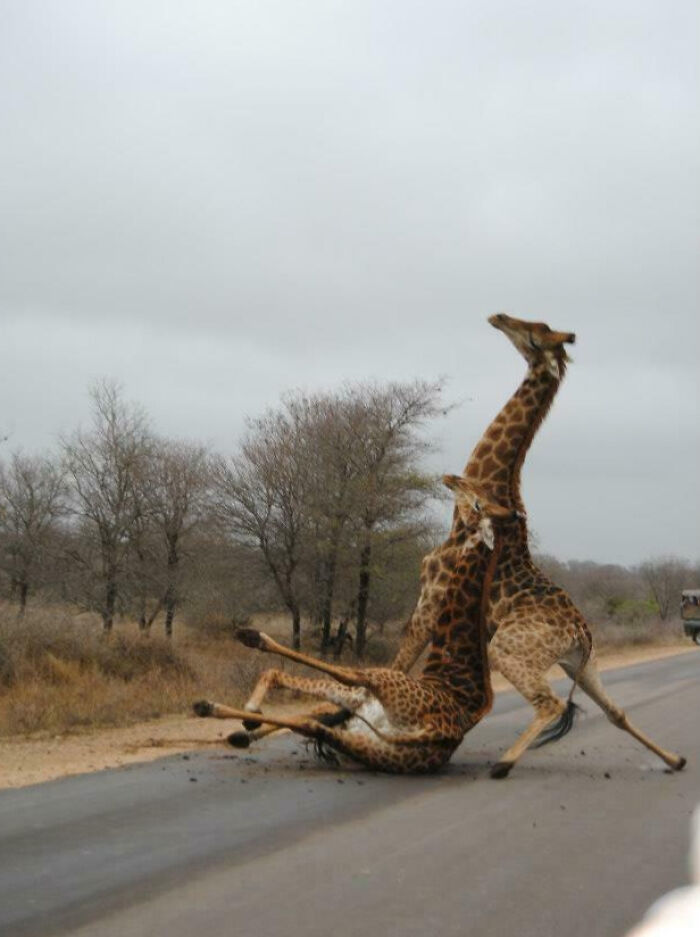 Dos jirafas en plena pelea en la carretera, una escena divertida para fotos de vacaciones de verano inolvidables.
