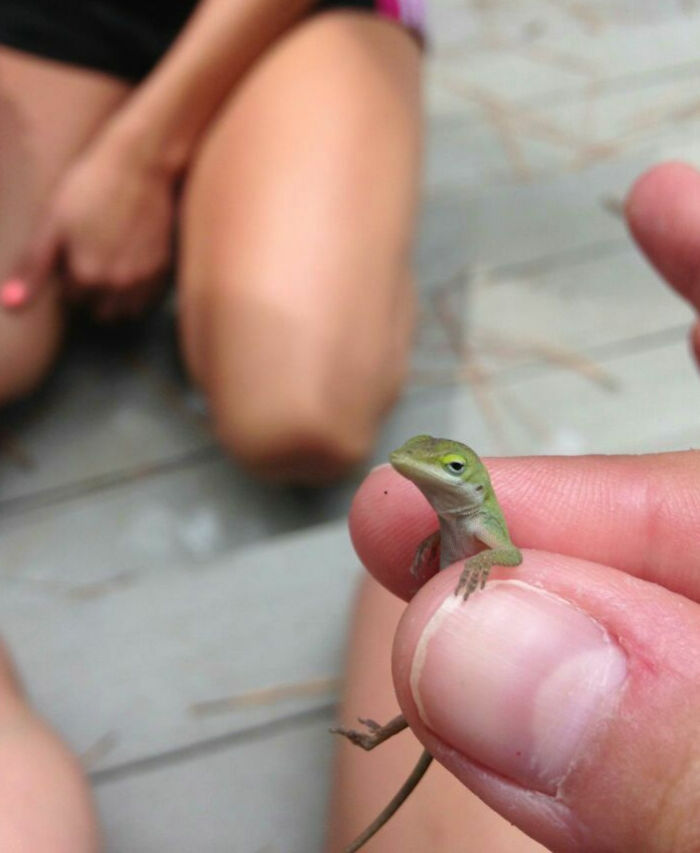 Mano sosteniendo un pequeño lagarto verde durante las vacaciones de verano, momento divertido y natural para compartir.