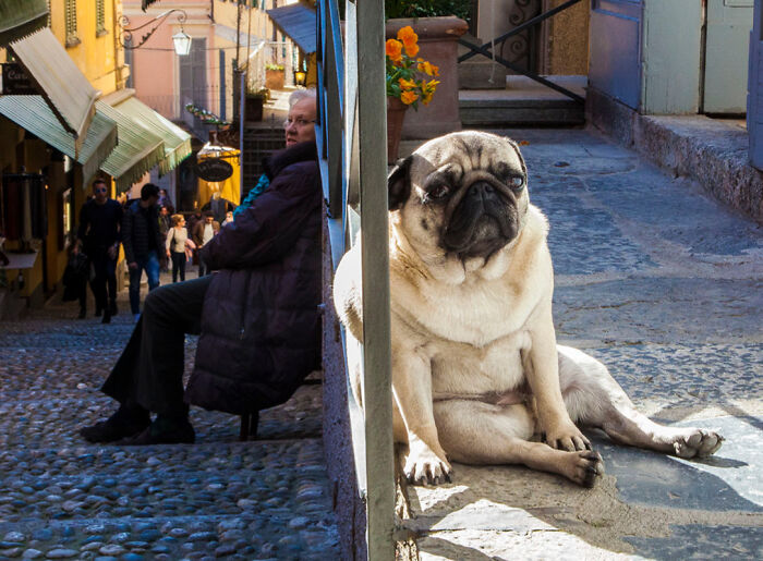Perro pug sentado en una calle empedrada en verano mientras personas pasean de fondo en vacaciones.
