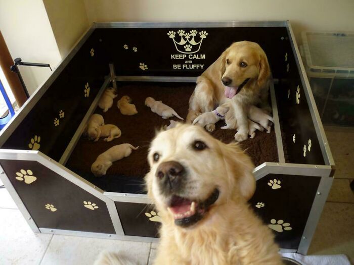 Perro realizando selfie mientras otros perros y cachorros arruinan la foto perfecta en momentos divertidos de mascotas.