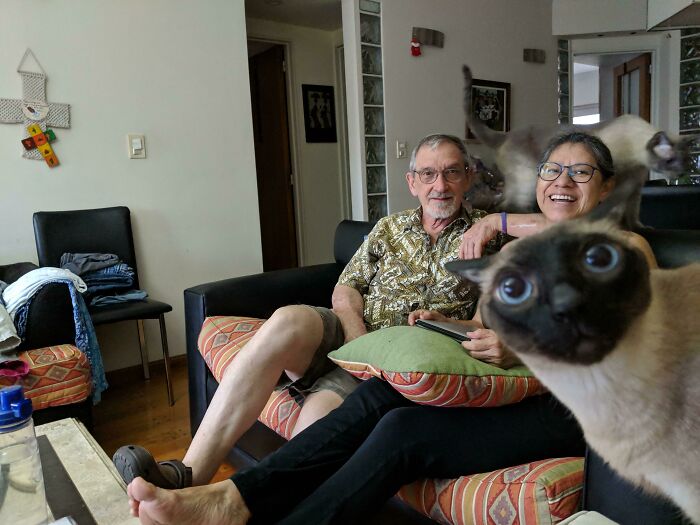 Pareja sonriente en sala con gato curioso en primer plano y otro gato saltando, mascotas arruinan la foto perfecta divertida.