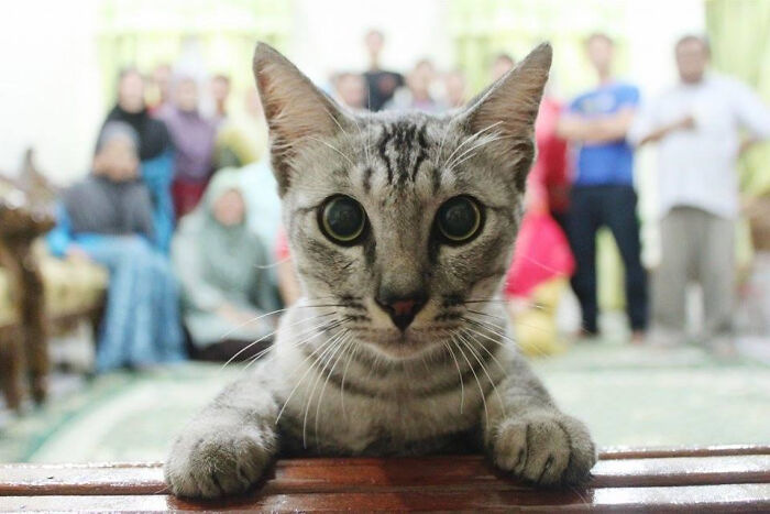 Gato curioso arruinando la foto familiar, destacando entre las mascotas divertidas que roban la atención en momentos perfectos.