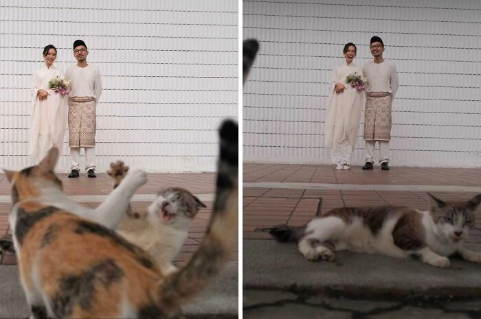 Pareja vestida tradicionalmente posando mientras dos gatos traviesos arruinan la foto perfecta con momentos divertidos de mascotas.