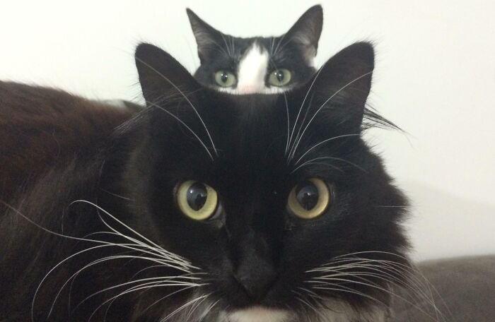 Gatos juguetones arruinan la foto perfecta mientras roban toda la atención y protagonismo inesperado de mascotas.