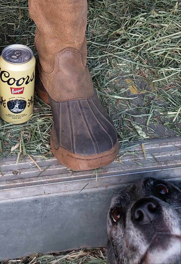 Botas junto a lata de cerveza y perro asomando la cabeza arruinando la foto, momentos divertidos de mascotas robando atención.