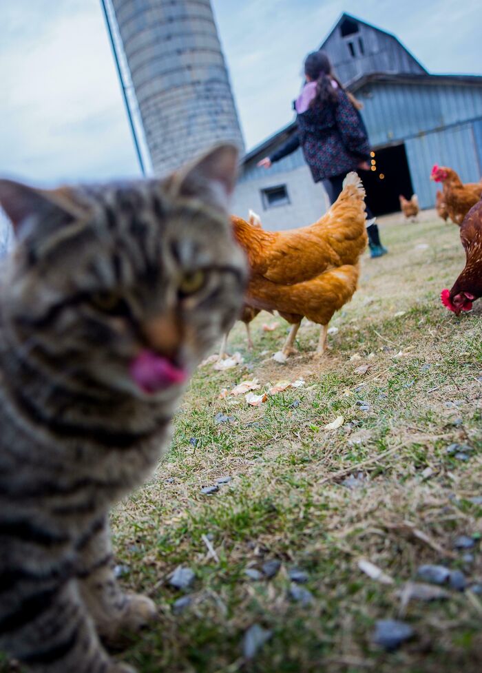 Gato arruinando la foto perfecta con gallinas en un patio, mostrando momentos divertidos de mascotas traviesas.