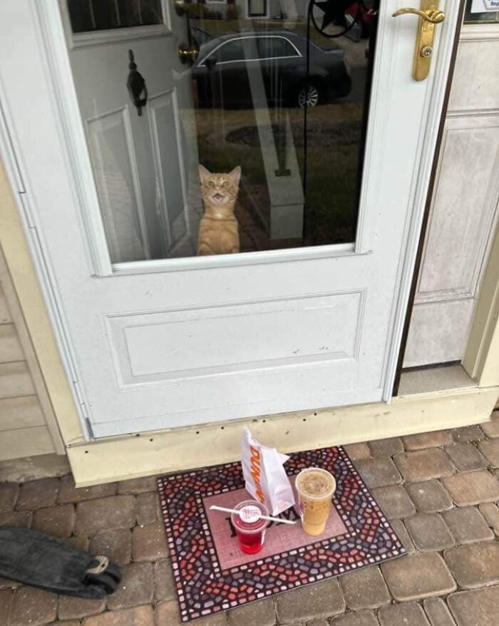 Gato divertido arruinando la foto perfecta junto a comida y bebida en la puerta en momento curioso de mascotas.