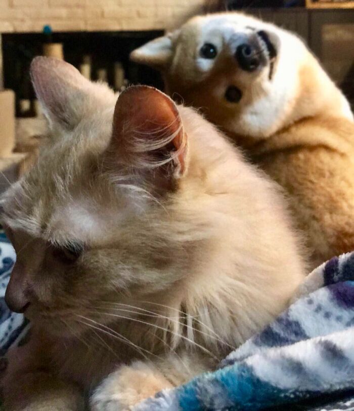 Gato y perro posan juntos, mostrando momentos divertidos de mascotas arruinando la foto y robando toda la atención.