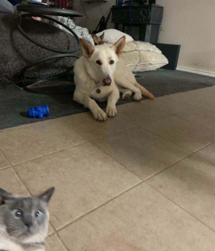 Perro y gato arruinando una foto perfecta y robando atención, ejemplo divertido de mascotas traviesas en casa.