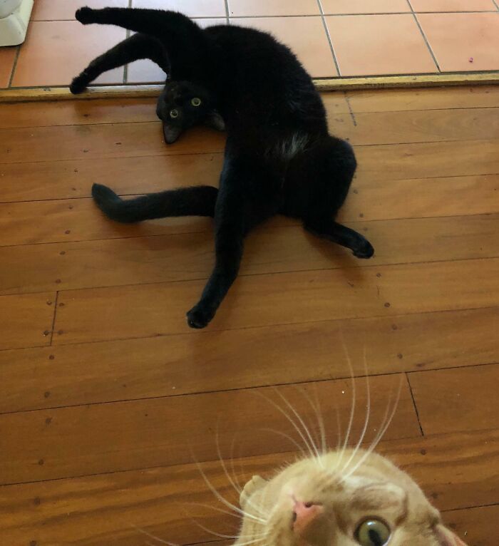 Gato negro en posición divertida arruina la foto perfecta mientras otro gato roba toda la atención en casa. Mascotas graciosas.