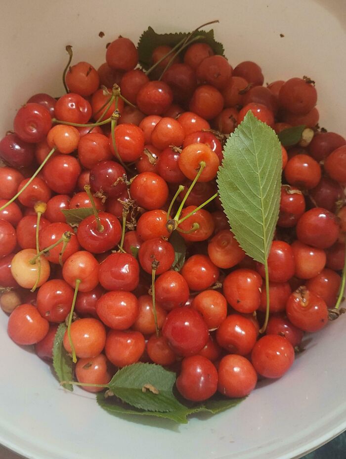 Frutas rojas en un recipiente que representan fotos sobre tener un hermano con sentido de derecho y actitud egoísta. Frutas rojas en un recipiente que representan fotos sobre tener un hermano con sentido de derecho y actitud egoísta.