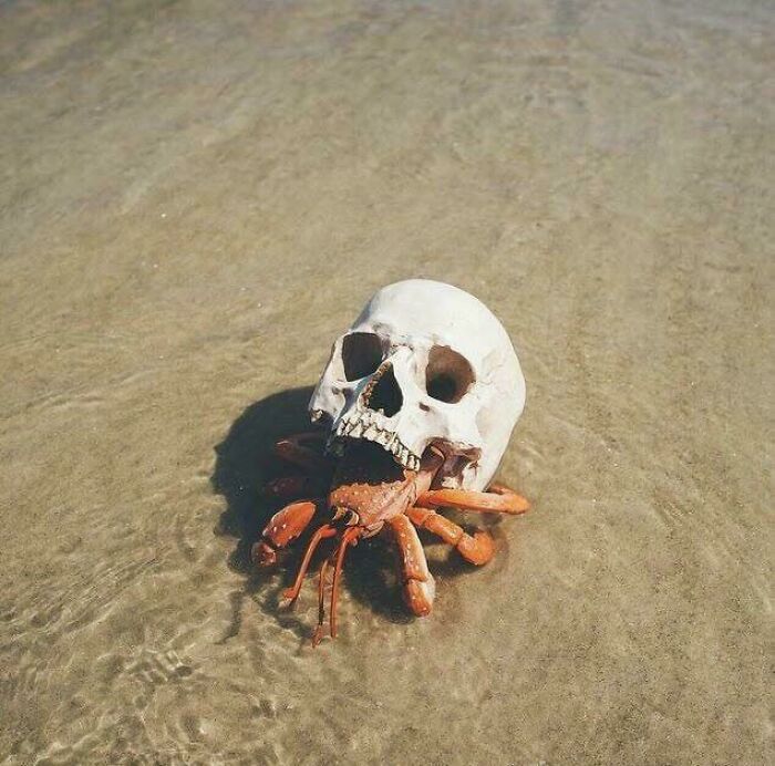Crab inside a human skull on wet sand, a terrifying photo that provoca escalofríos y sensación inquietante.
