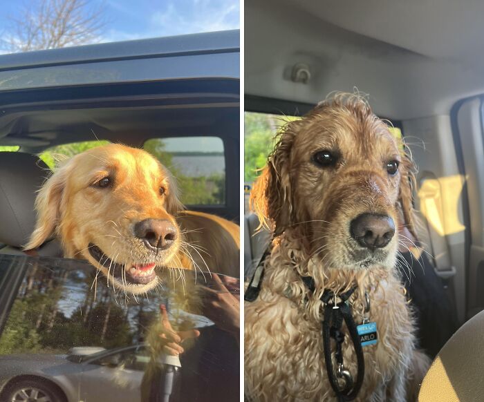 Comparación de perros Golden Retriever seco y mojado mostrando la diversidad inesperada de la vida en detalles.